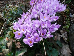 crocuses